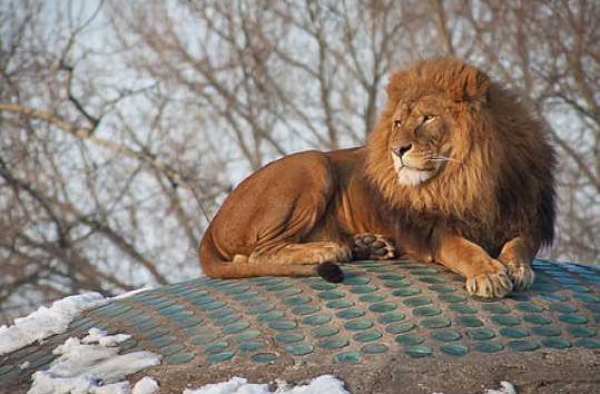 Male lion relaxing outside