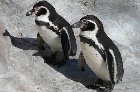 Humboldt penguins at Folly Farm