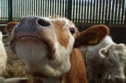 A cow in a pen at an agricultural show