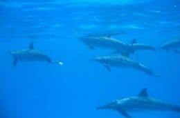 A rare sighting of a 300-strong pod of Common Dolphins were spotted