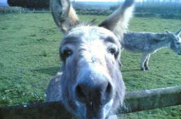 Donkey saying hello to the camera