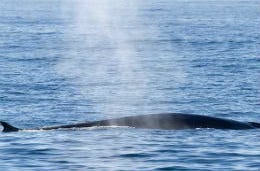 Fin Whale in the sea