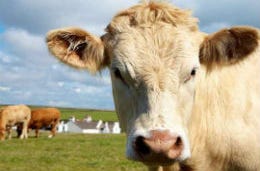 Pembrokeshire Cow staring straight at the camera