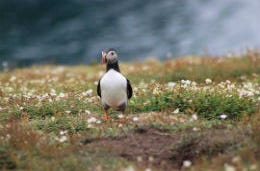 Puffin resting on the island in Pembrokeshire