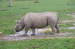 Two rare Black Rhino's arrive in Pembrokeshire