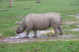 Black Rhino