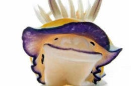 Sea slug