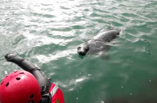 Seals in the sea in Pembrokeshire