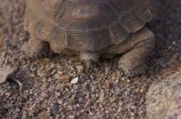 Tortoise