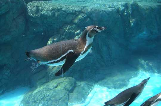 Penguins enjoying a swim