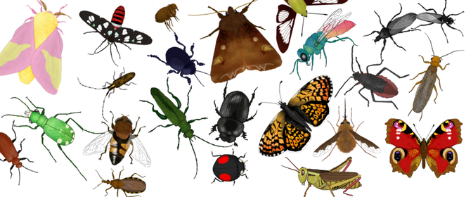 4) Dr Beynons Bug Farm
