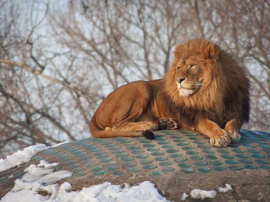 Male lion relaxing outside