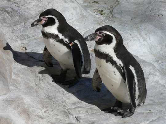 Humboldt penguins