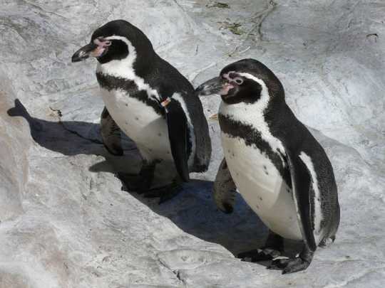 Humboldt penguins at Folly Farm
