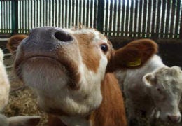 A cow in a pen at an agricultural show