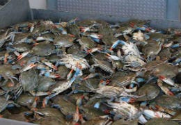 Pile of crabs