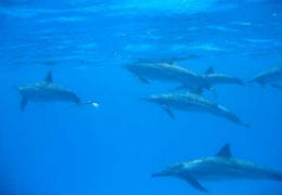 A rare sighting of a 300-strong pod of Common Dolphins were spotted