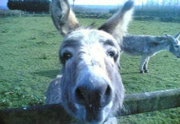 Donkey saying hello to the camera