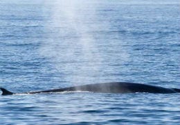 Fin Whale in the sea