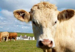 Pembrokeshire Cow staring straight at the camera