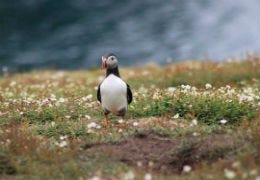 Puffin resting on the island in Pembrokeshire