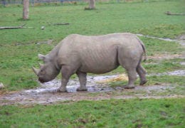 Two rare Black Rhino's arrive in Pembrokeshire