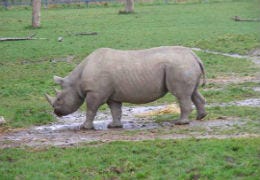 Black Rhino