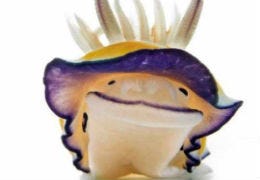 Sea slug