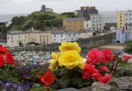 Bright flowers with Tenby coloured houses behind