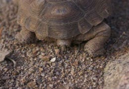 Tortoise