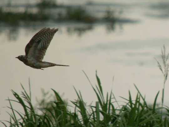 Great Spotted Cuckoo flying