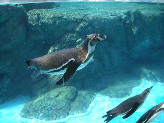 Penguins enjoying a swim